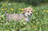 CORGI PEMBROKE 591